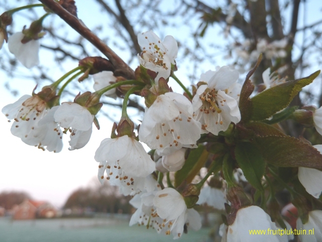 Kers; Udense Spaanse; Nachtvorst -3.4 graden